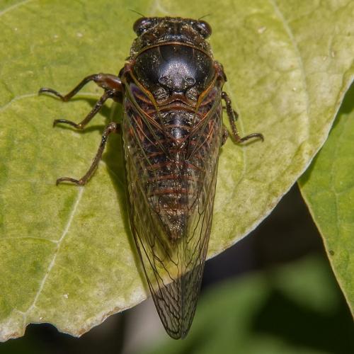 Tibicina haematodes